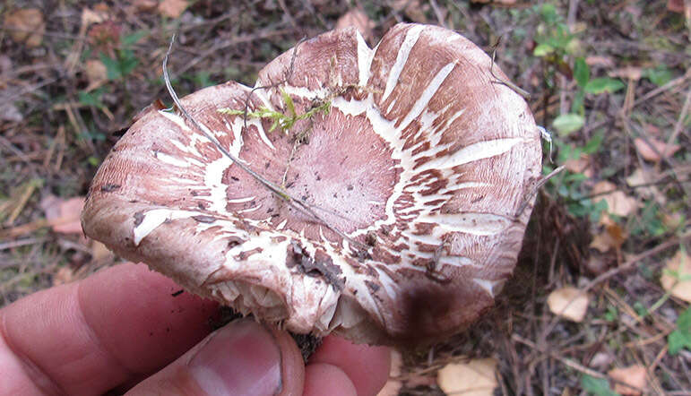 Image of Tricholoma batschii Gulden 1969