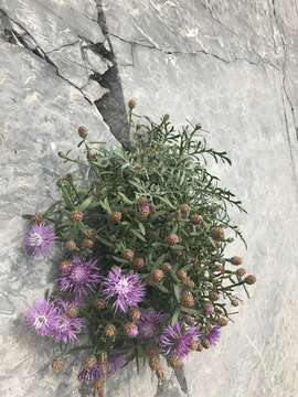 Image of Centaurea veneris (Somm.) Beguinot