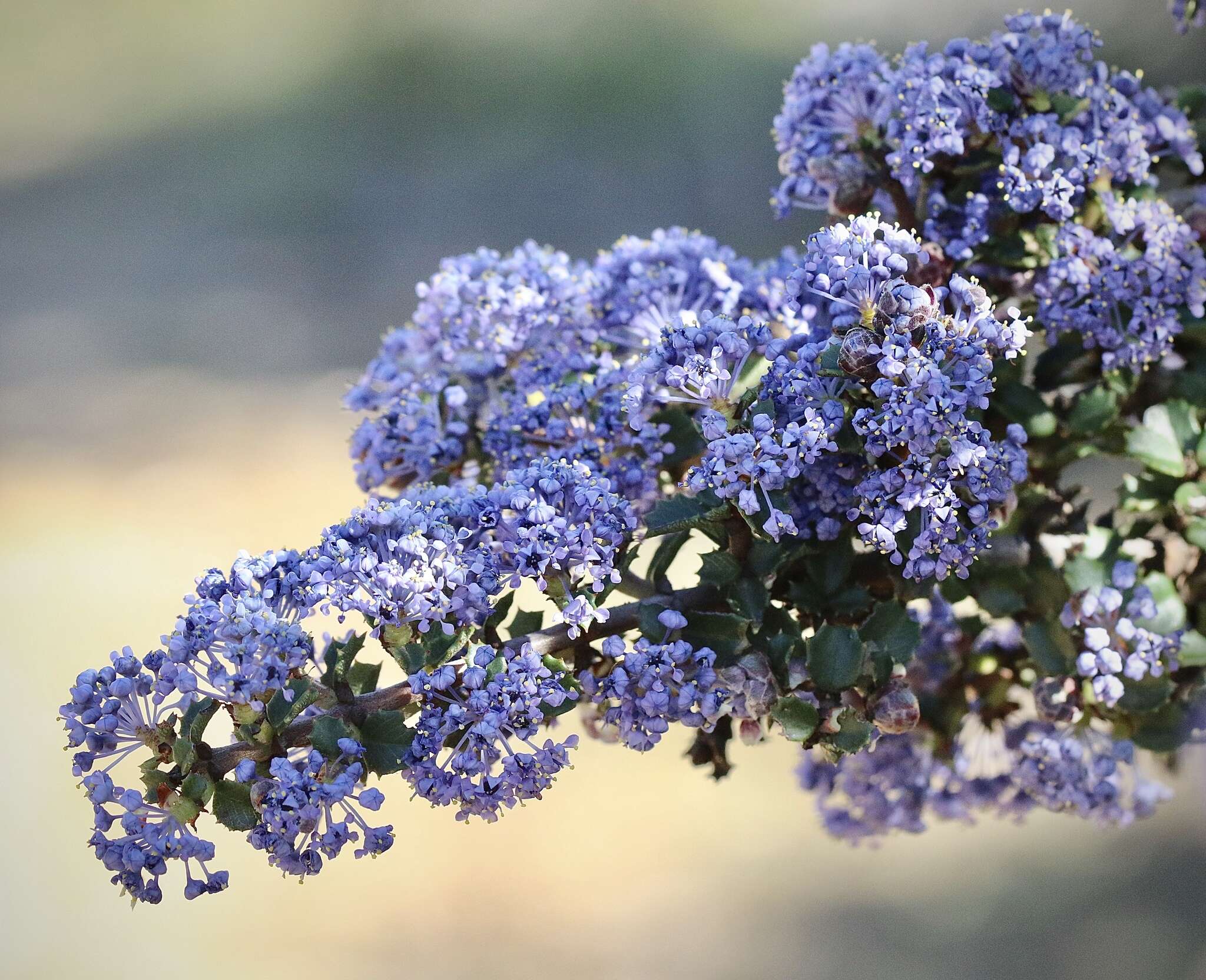 Image of Mason's ceanothus