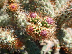 Image of Cylindropuntia alcahes var. alcahes