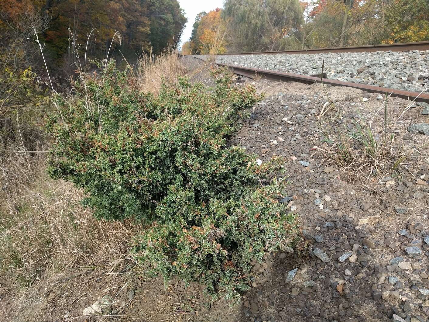 Plancia ëd Juniperus communis var. depressa Pursh