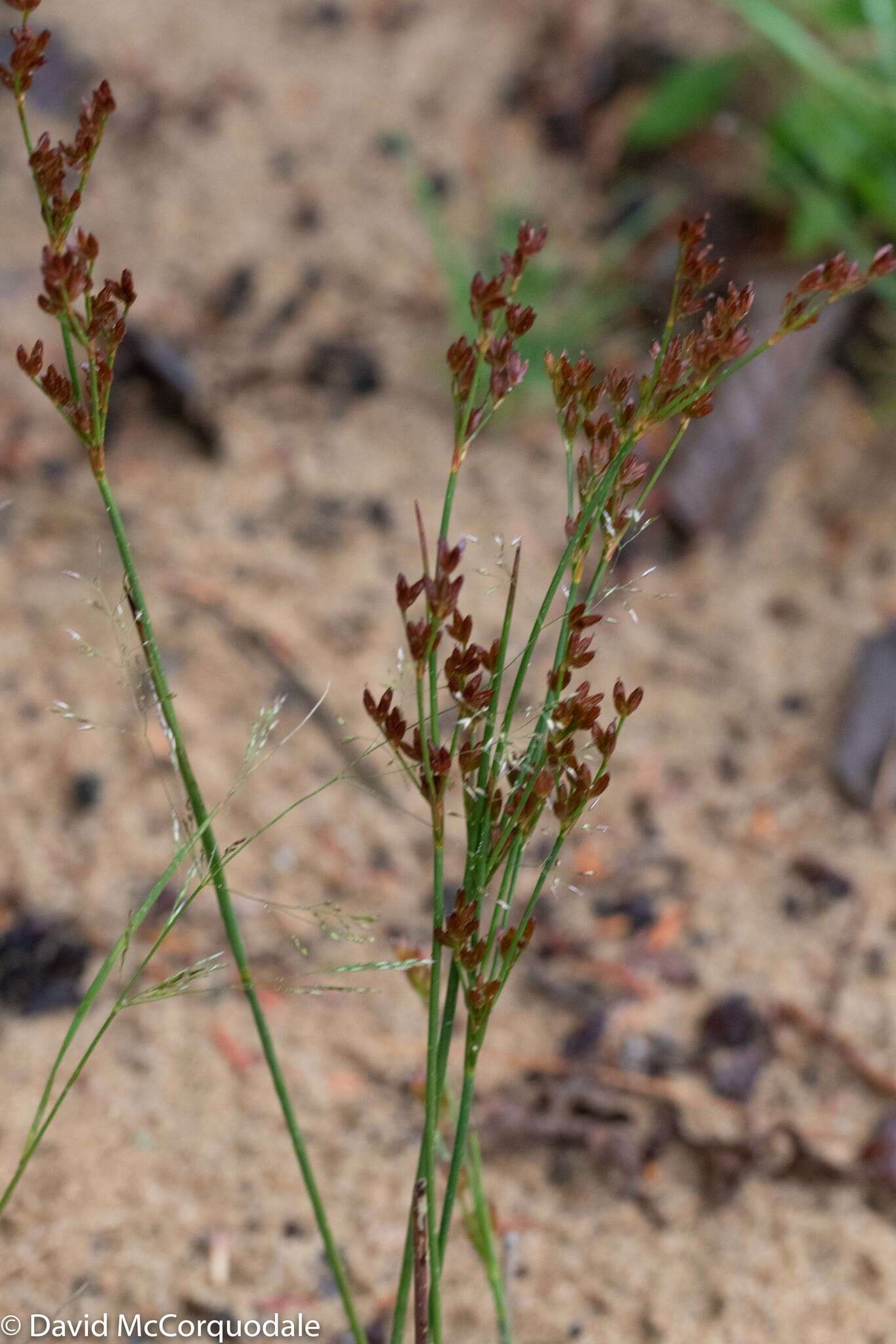 Image of Narrow-Panicle Rush