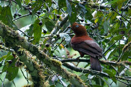 Rupicola peruvianus aequatorialis Taczanowski 1889 resmi