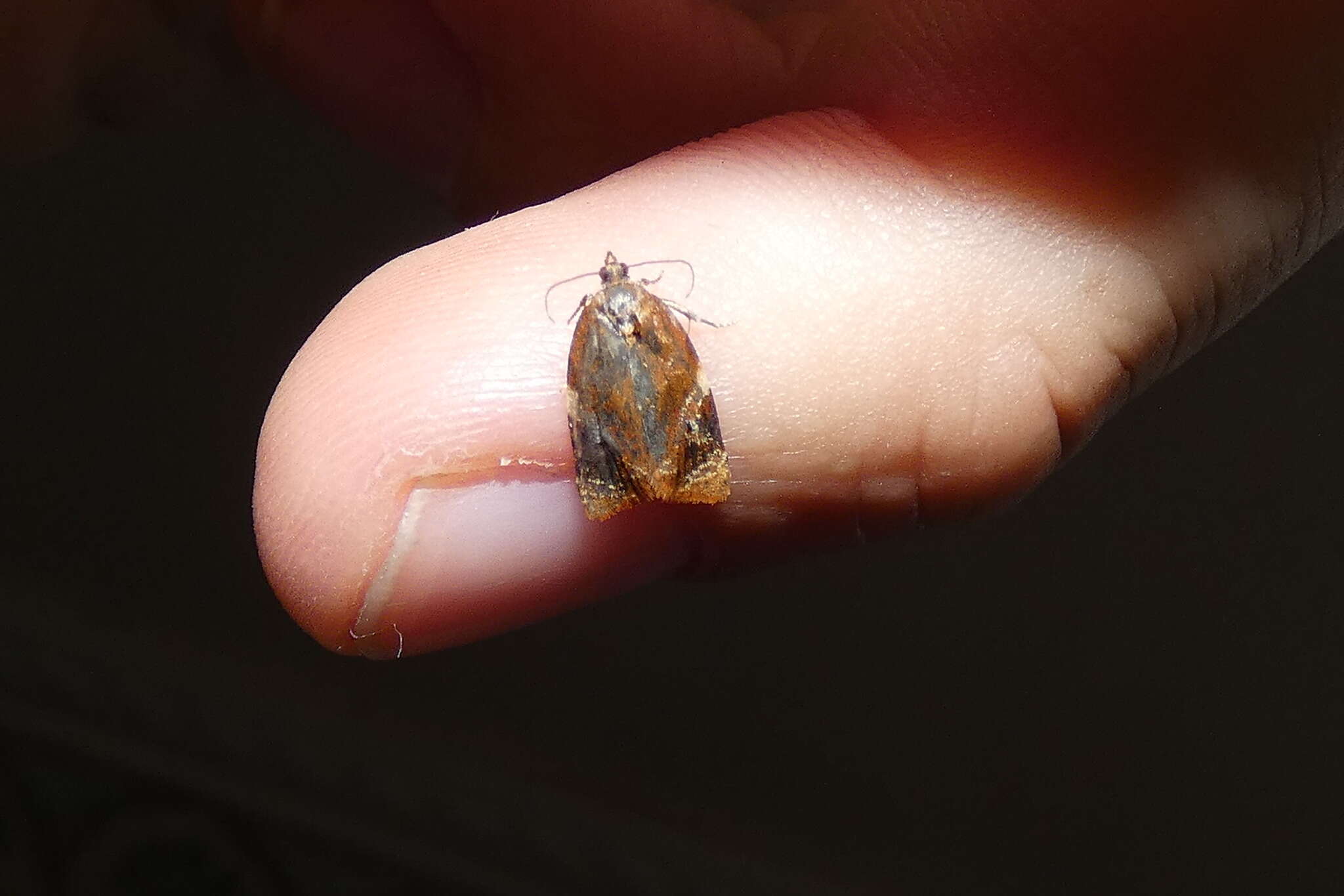 Image of red-barred tortrix