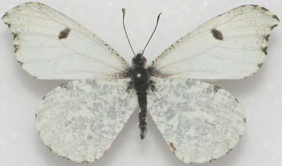 Image of Falcate Orangetip