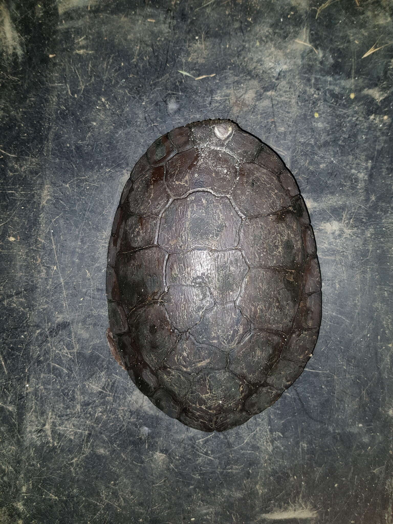 Image of Manning River snapping turtle