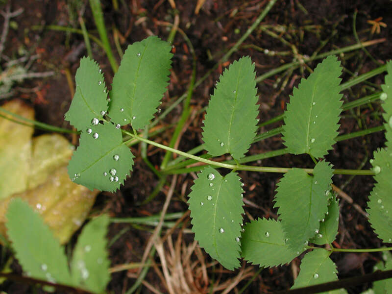 Image of Canadian burnet