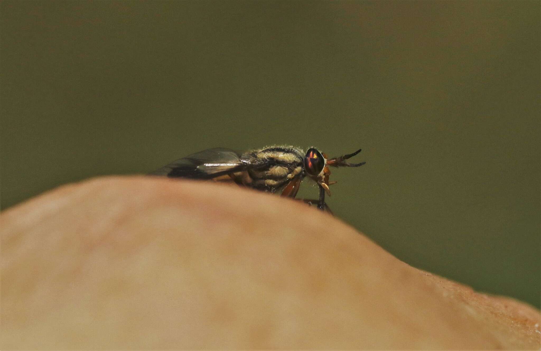 Image of Chrysops callidus Osten Sacken 1875