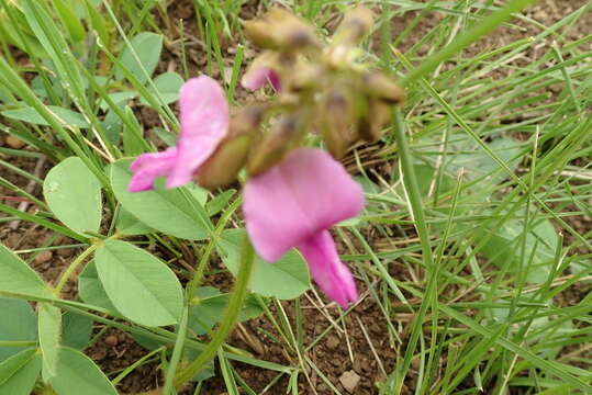 Image of Tephrosia macropoda (E. Mey.) Harv.