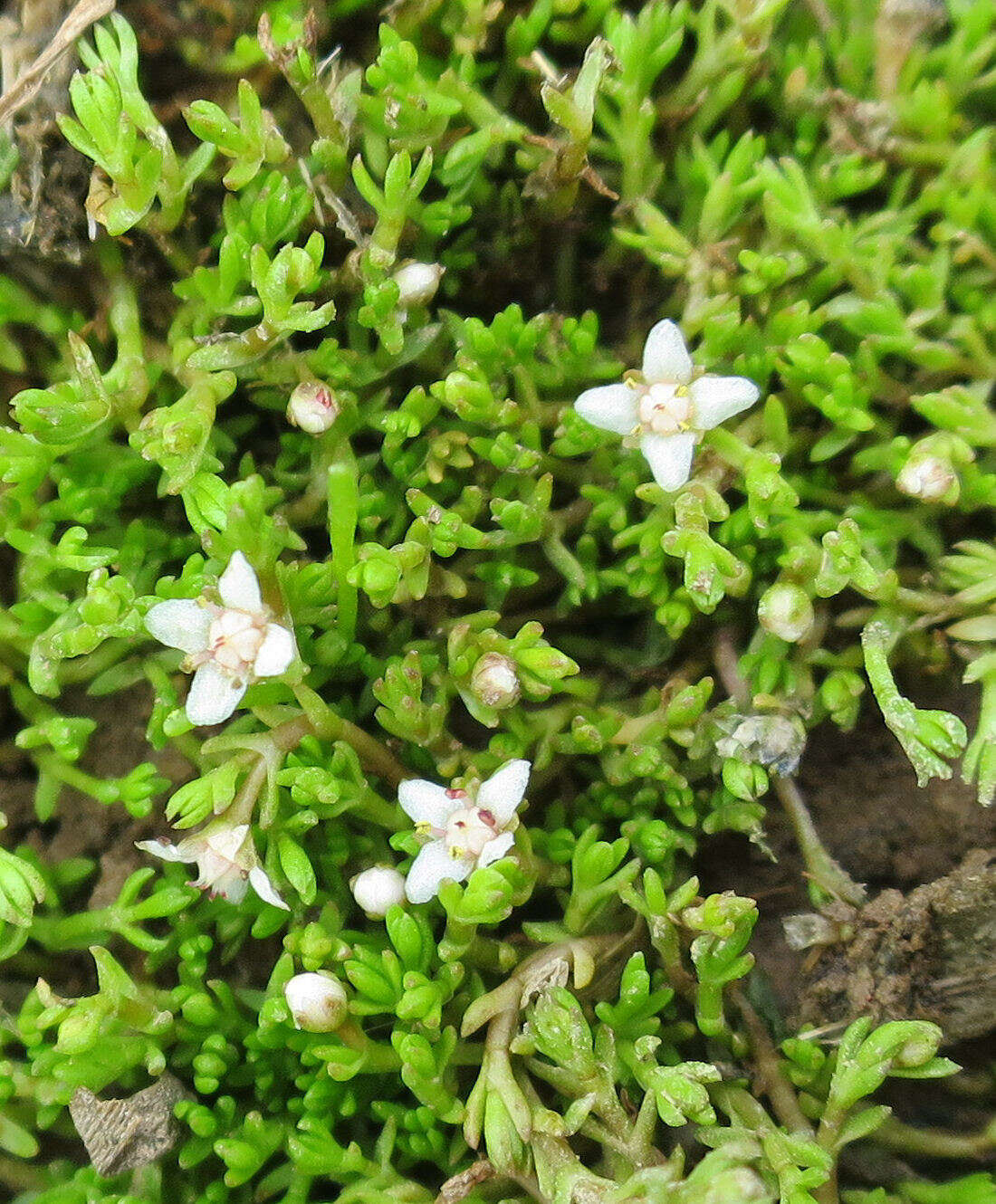 Image of Crassula sinclairii (Hook. fil.) A. P. Druce & D. R. Given