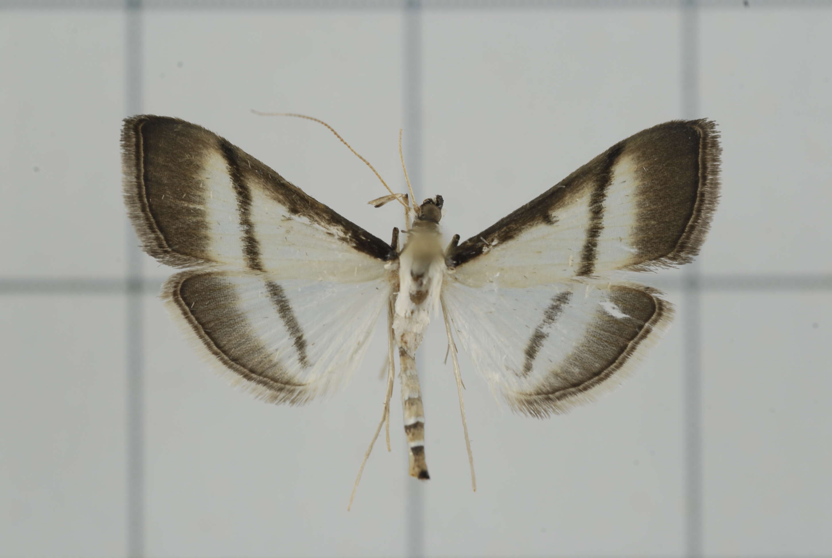 Image of Bradina diagonalis Guenée 1854