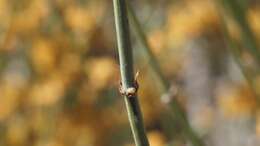 Image of California Ephedra