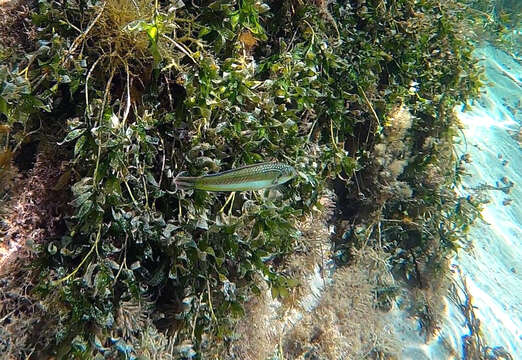 Image of Brownfield&#39;s wrasse