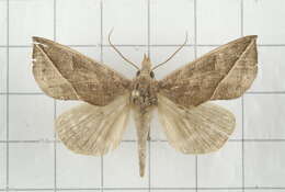 Image of Calyptra orthograpta Butler 1886