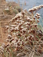 Image of Goniolimon dalmaticum (C. Presl) Rchb. fil.