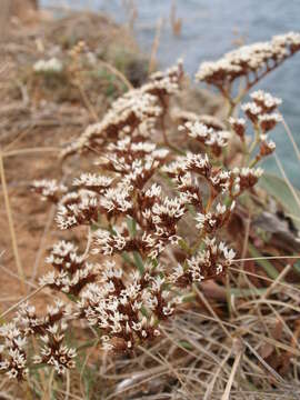 Image of Goniolimon dalmaticum (C. Presl) Rchb. fil.