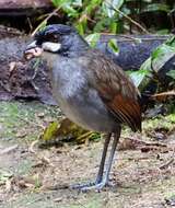 Image of Jocotoco Antpitta