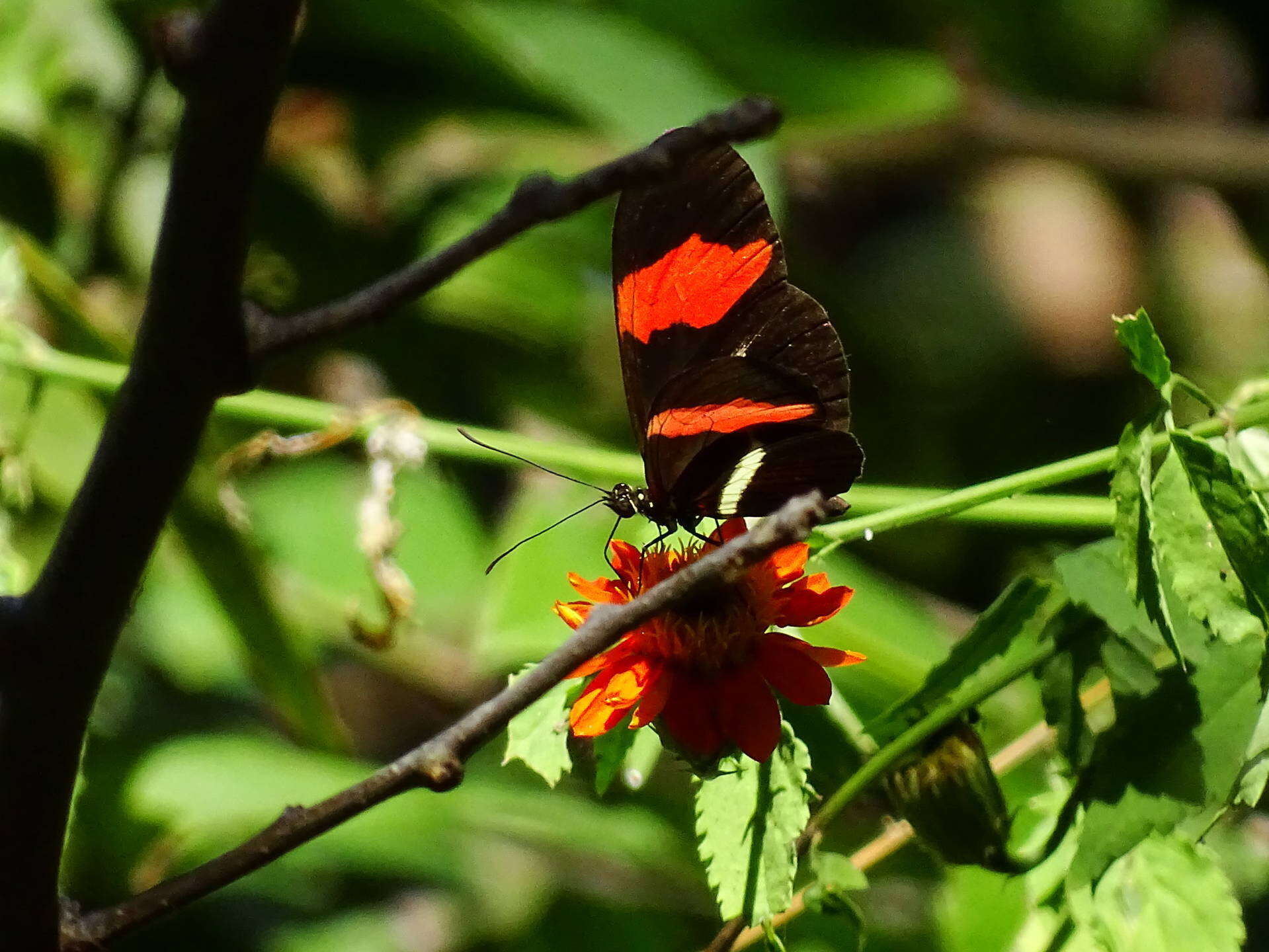 Image of Crimson Patched Longwing