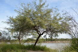 Image of algarrobo blanco