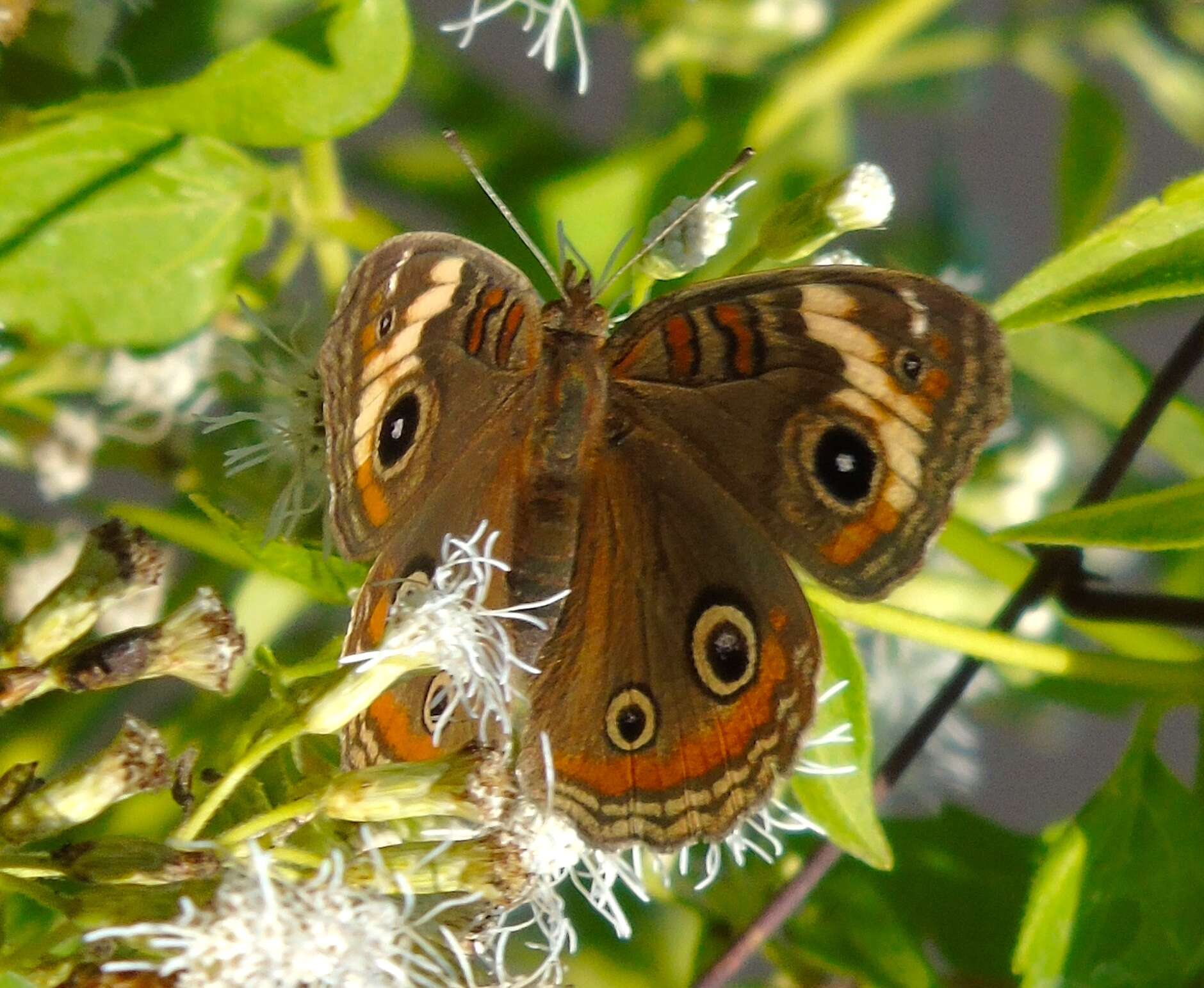 Sivun Junonia pacoma kuva