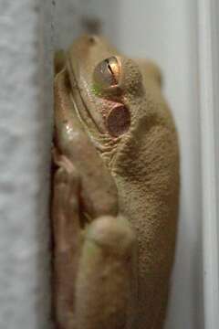 Image of Baudin's Treefrog