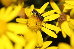 Image of Nomada rufipes Fabricius 1793