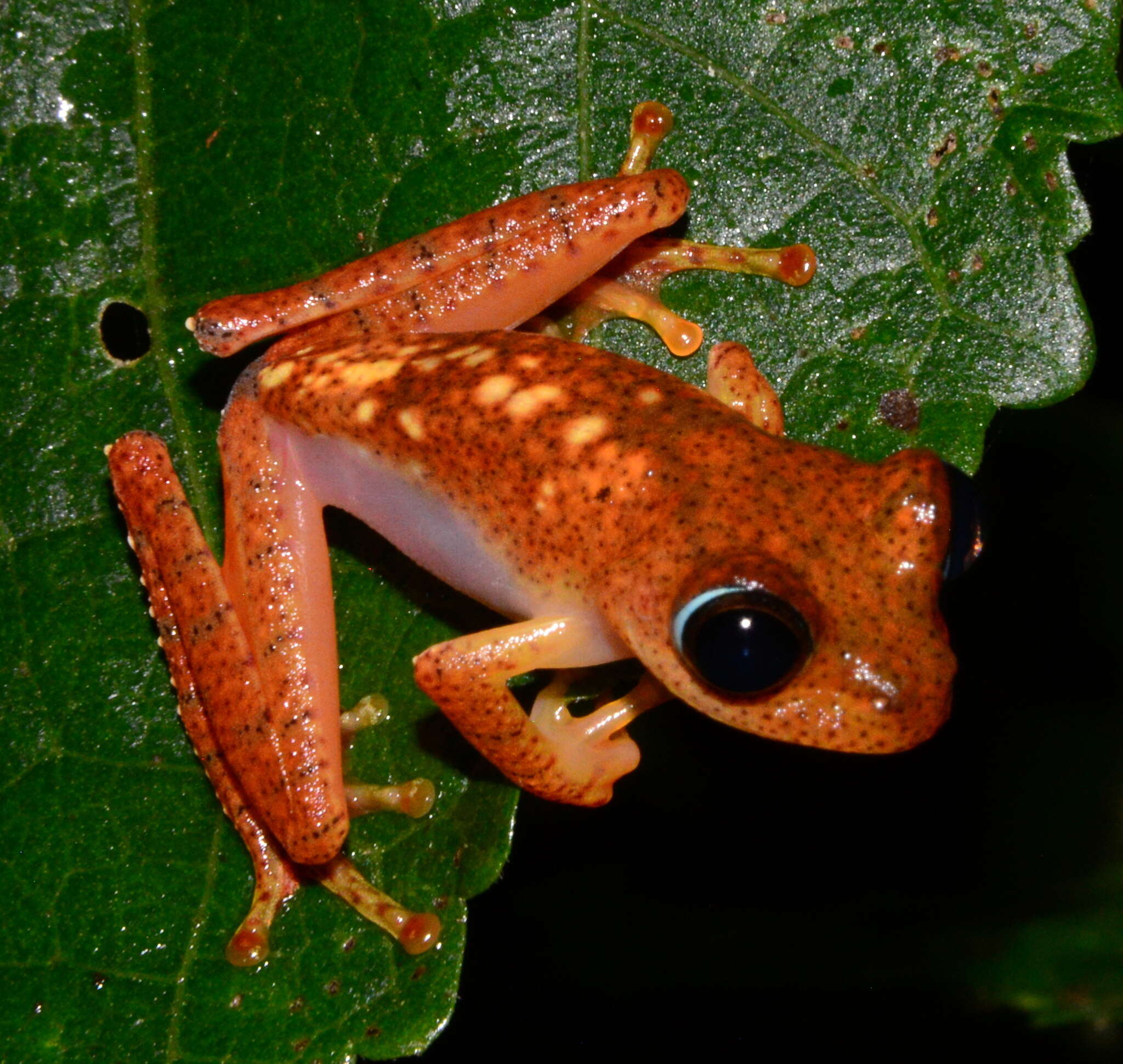 Image of Boophis pyrrhus Glaw, Vences, Andreone & Vallan 2001