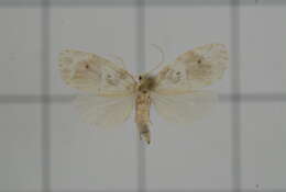 Image of Schistophleps bipuncta Hampson 1891