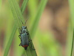 Слика од <i>Malachius bipustulatus</i>