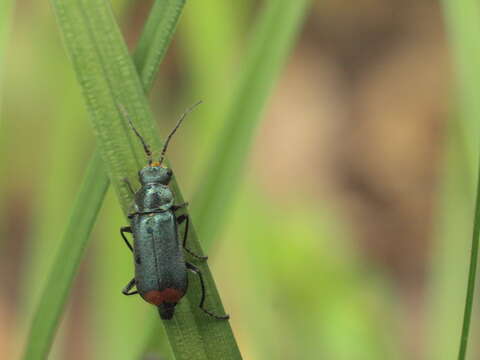 Image of <i>Malachius bipustulatus</i>