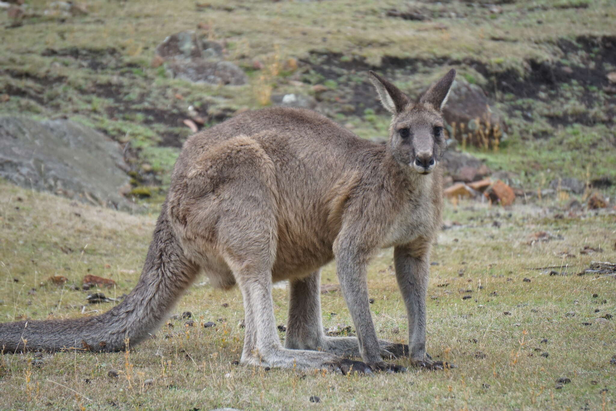 Image of Tasmanian forester kangaroo