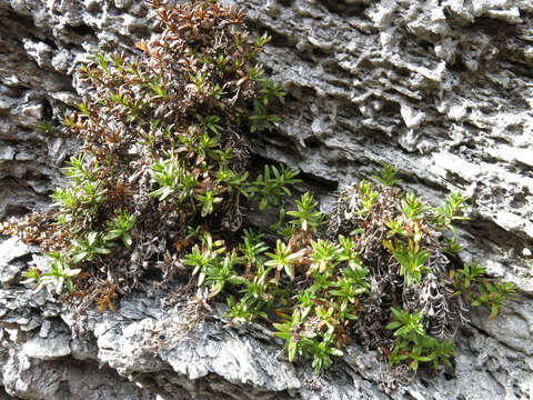 Image of Veronica colostylis Garn.-Jones