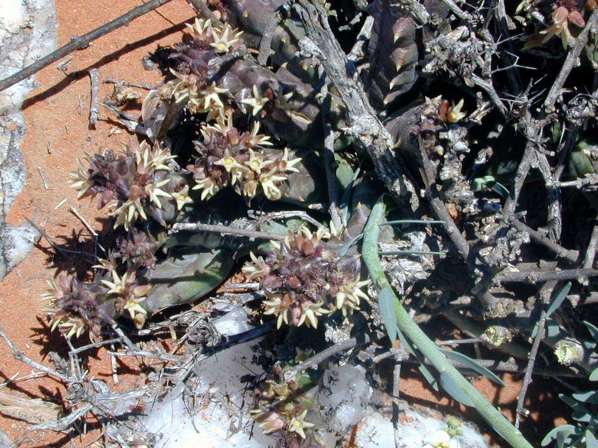 Image of Ceropegia incarnata subsp. hottentotorum (N. E. Br.) Bruyns