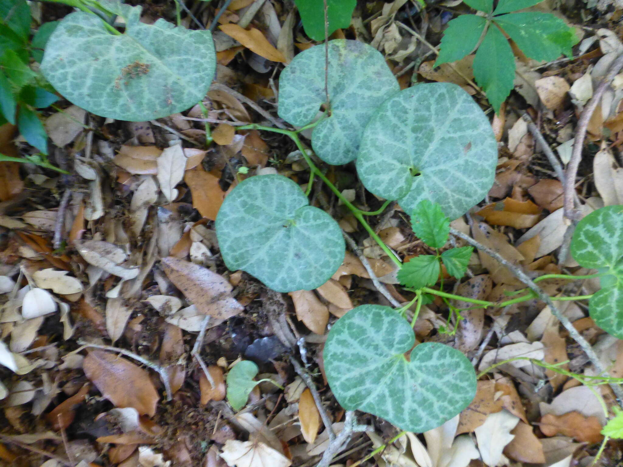 Image of Aristolochia fimbriata Cham.