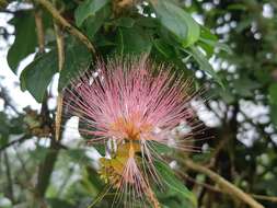 Image of Calliandra angustifolia Benth.