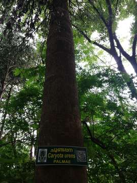 Image of Fishtail Palm