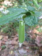 صورة Crotalaria heyneana Wight & Arn.