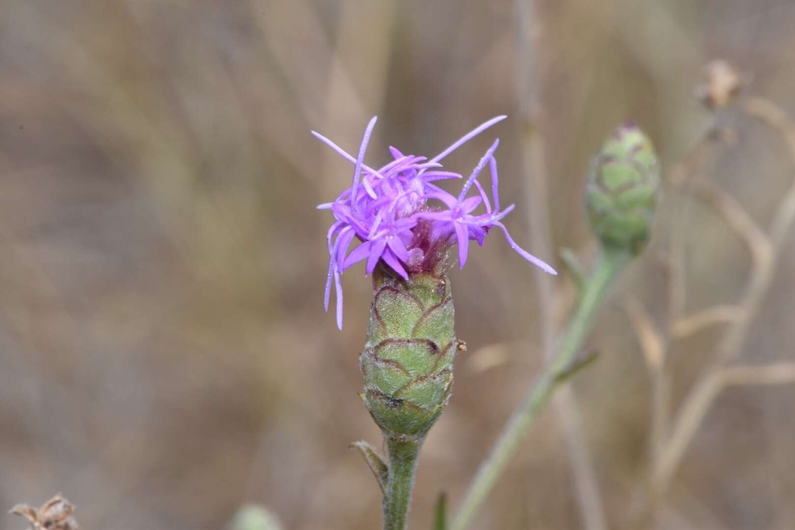 Image of branched blazing star