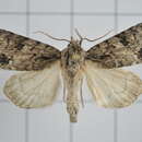 Imagem de Acronicta pulverosa Hampson 1909