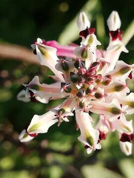 Image of field fumitory