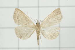 Image of Polypogon vermiculata (Leech 1900)