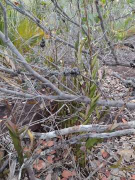 Image de Epidendrum orchidiflorum Salzm. ex Lindl.