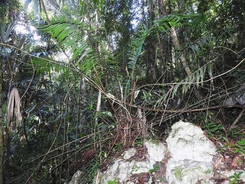 Image of Cycad