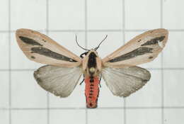 صورة Creatonotos gangis Linnaeus 1763