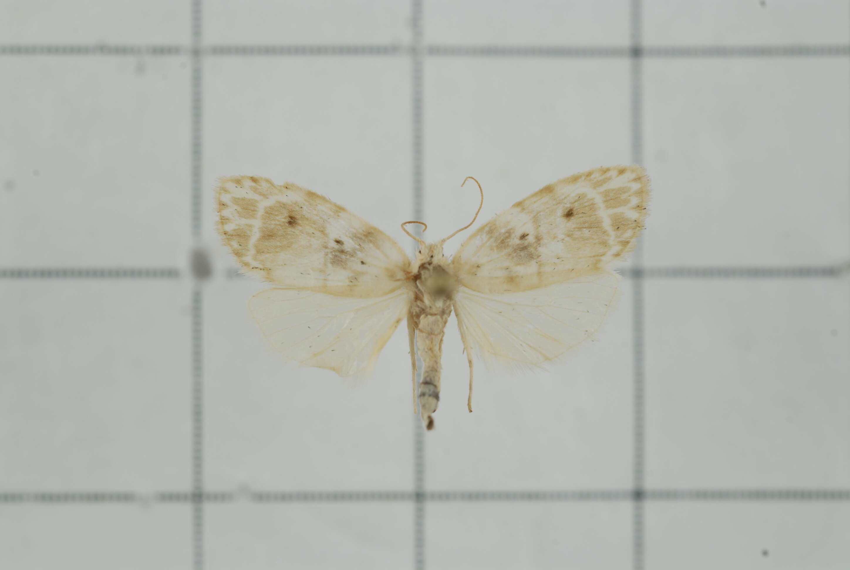 Image of Schistophleps bipuncta Hampson 1891