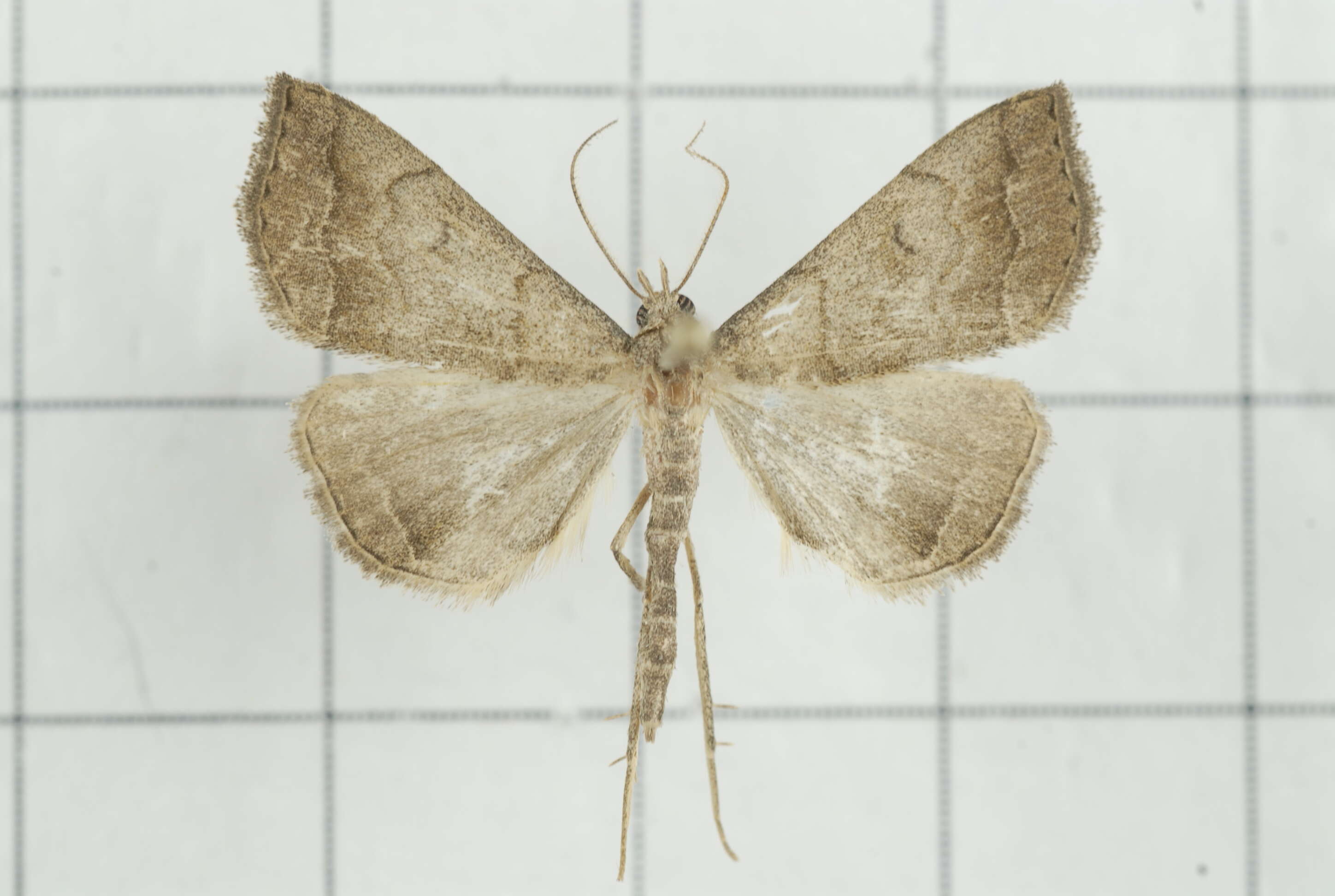 Image of Polypogon vermiculata (Leech 1900)