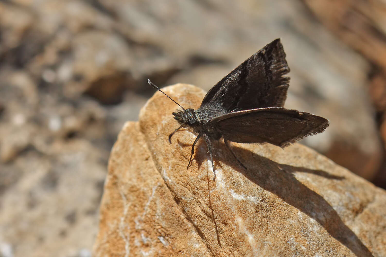 Imagem de Erynnis marloyi Boisduval 1832