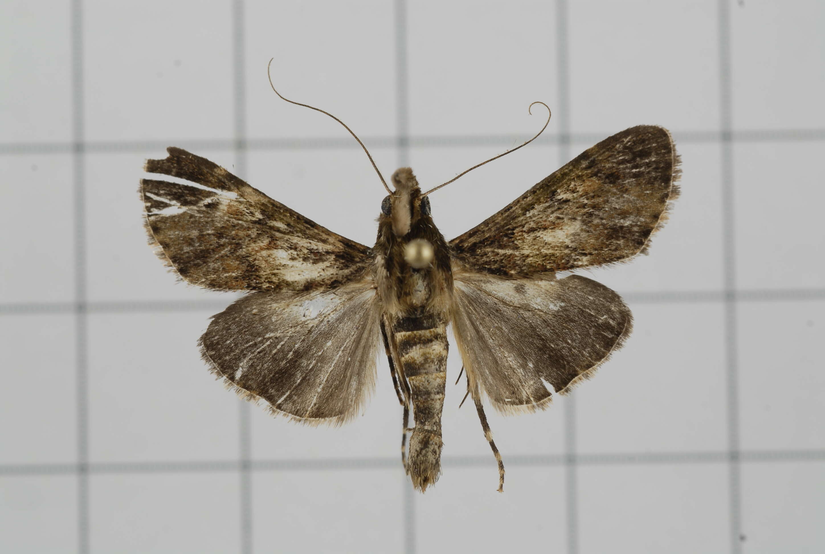 Image of Teliphasa elegans