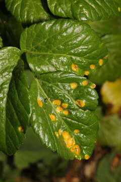 Imagem de Puccinia smyrnii Biv. 1816