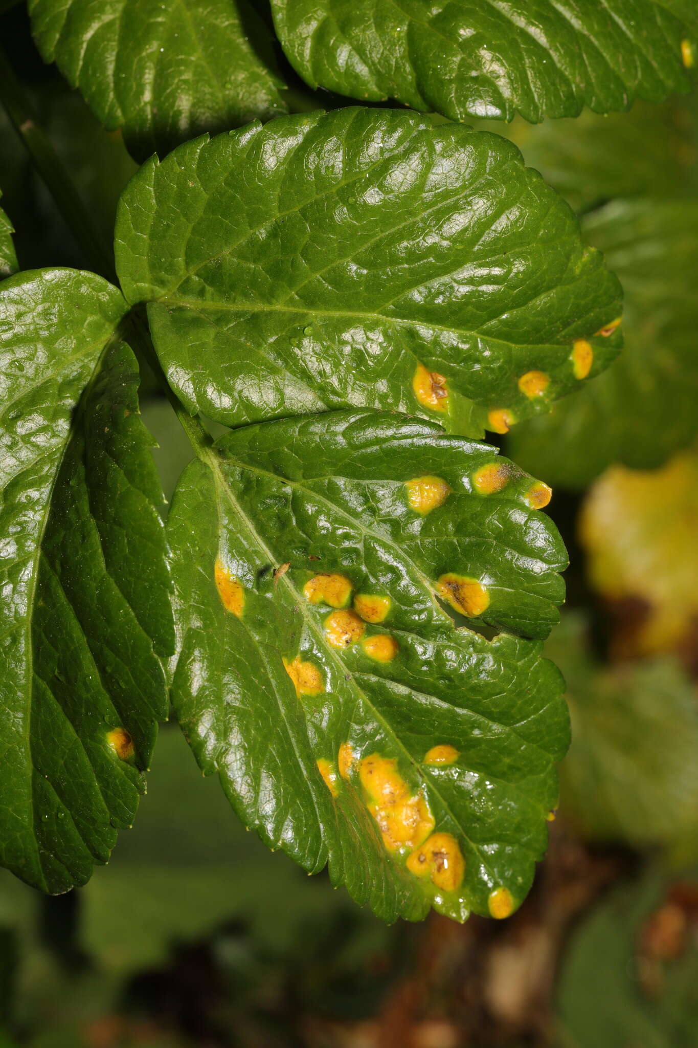 Image de Puccinia smyrnii Biv. 1816